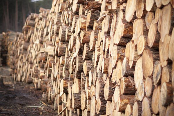 Forestry and timber harvesting in Poland 